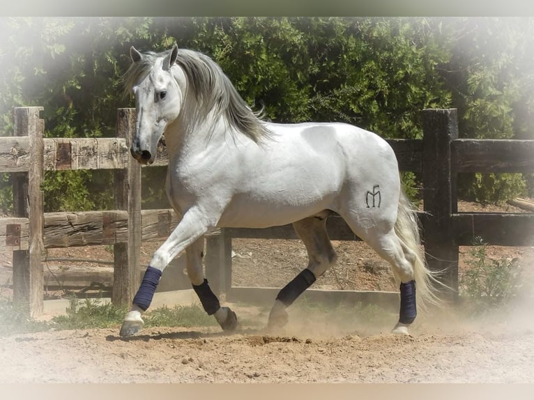 PRE Giumenta 5 Anni 165 cm Baio in Badajoz