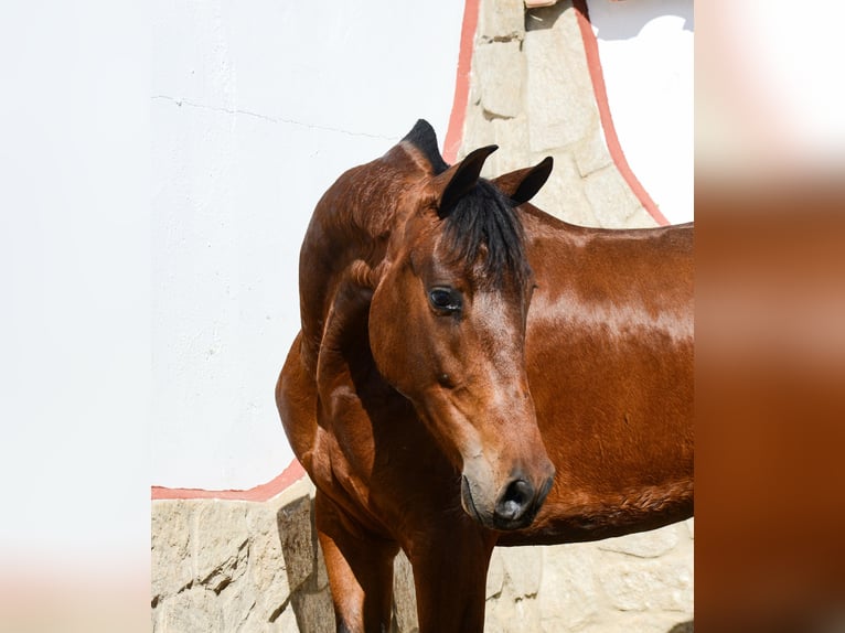 PRE Giumenta 5 Anni 165 cm Baio in Badajoz