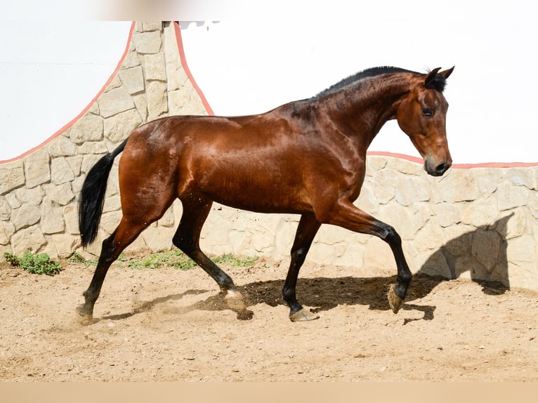 PRE Giumenta 5 Anni 165 cm Baio in Badajoz