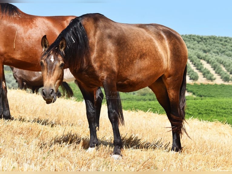 PRE Giumenta 5 Anni 165 cm Falbo in Provinz Cordoba