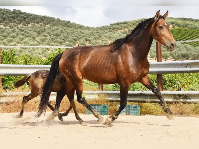 PRE Giumenta 5 Anni 165 cm Falbo in Provinz Cordoba