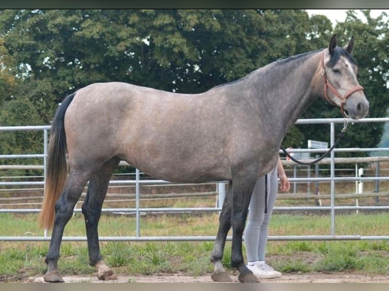 PRE Giumenta 5 Anni 165 cm Grigio in Bautzen