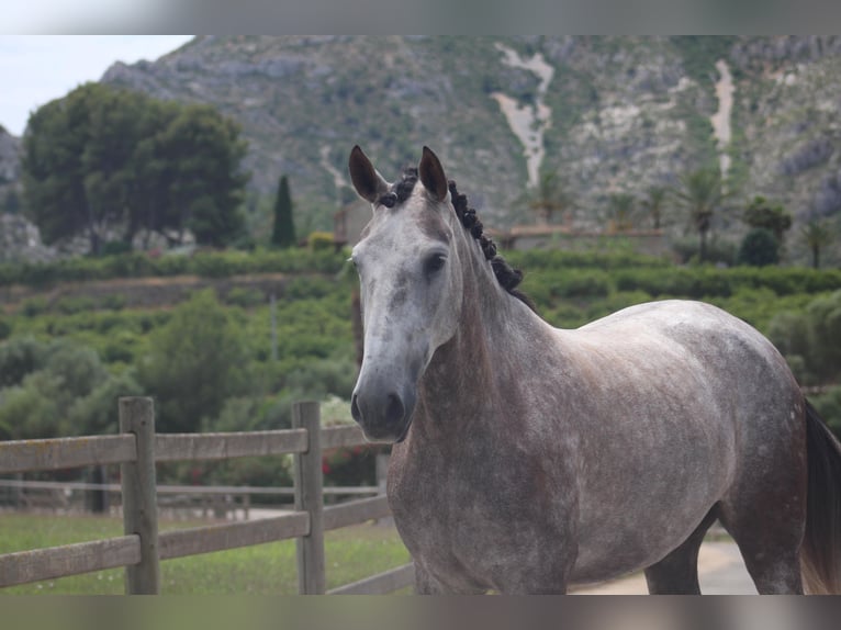 PRE Giumenta 5 Anni 165 cm Grigio in Javea