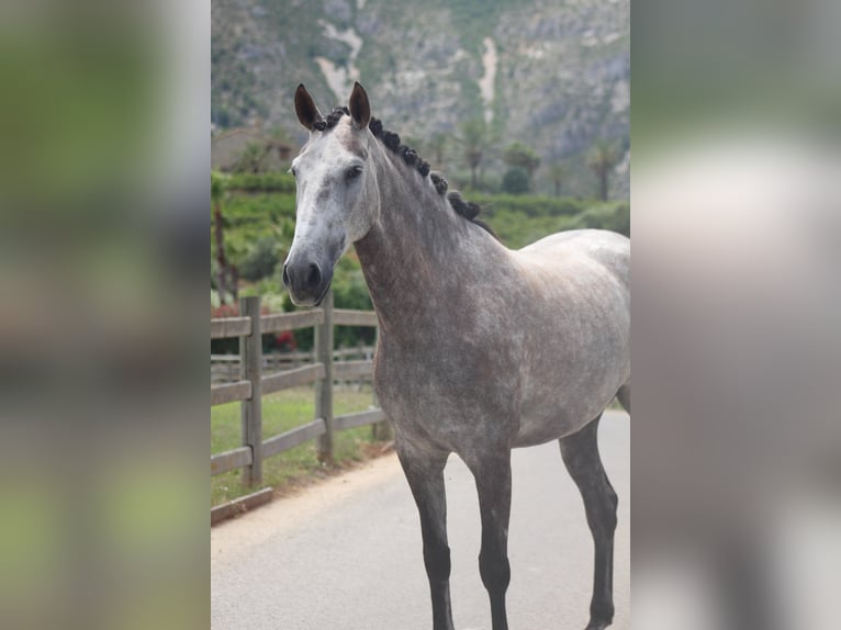 PRE Giumenta 5 Anni 165 cm Grigio in Javea