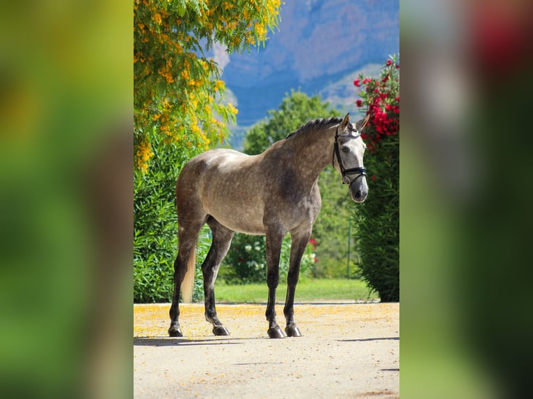 PRE Giumenta 5 Anni 165 cm Grigio in Javea