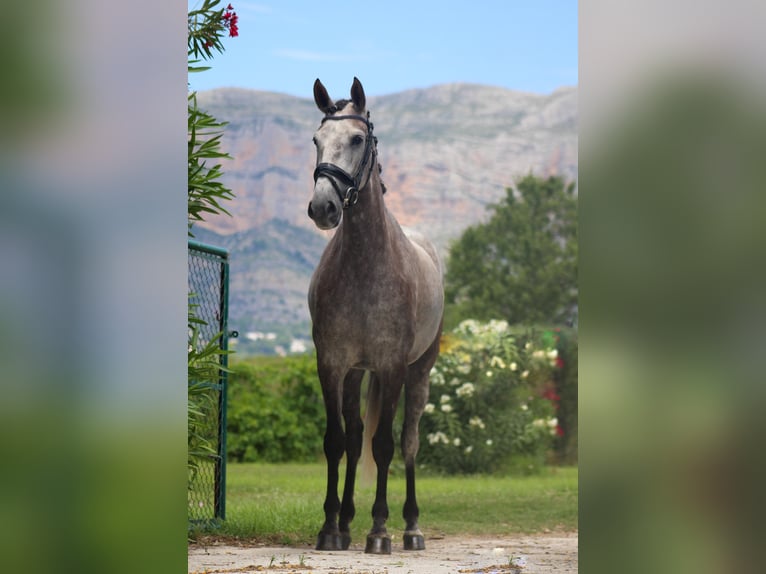 PRE Giumenta 5 Anni 165 cm Grigio in Javea