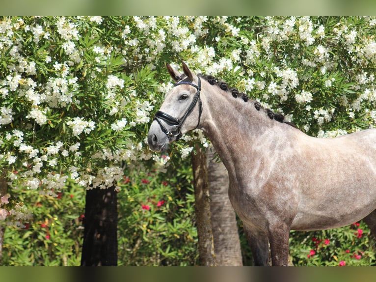 PRE Giumenta 5 Anni 165 cm Grigio in Javea