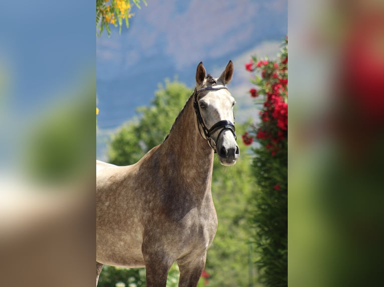 PRE Giumenta 5 Anni 165 cm Grigio in Javea