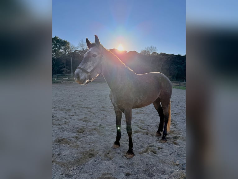 PRE Mix Giumenta 5 Anni 165 cm Grigio in Pins, Els (Banyoles)