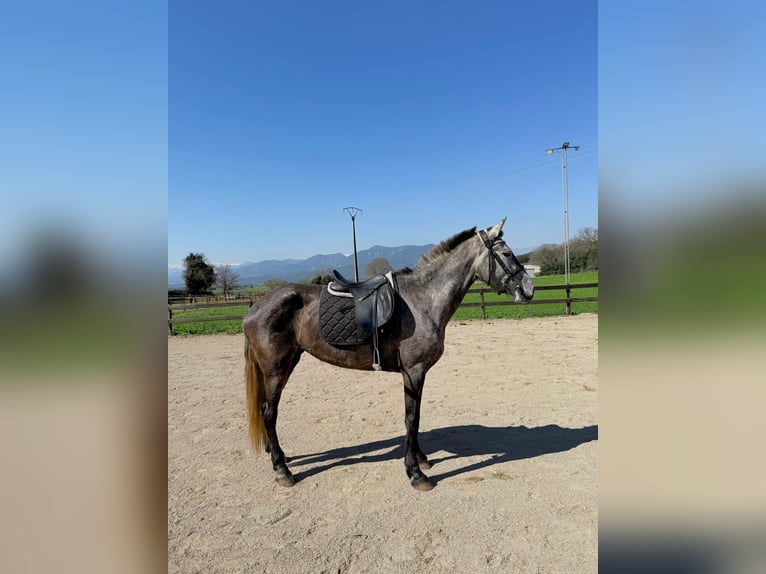 PRE Mix Giumenta 5 Anni 165 cm Grigio in Pins, Els (Banyoles)