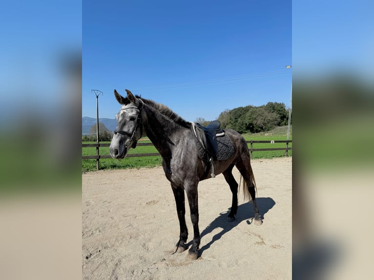 PRE Mix Giumenta 5 Anni 165 cm Grigio in Pins, Els (Banyoles)