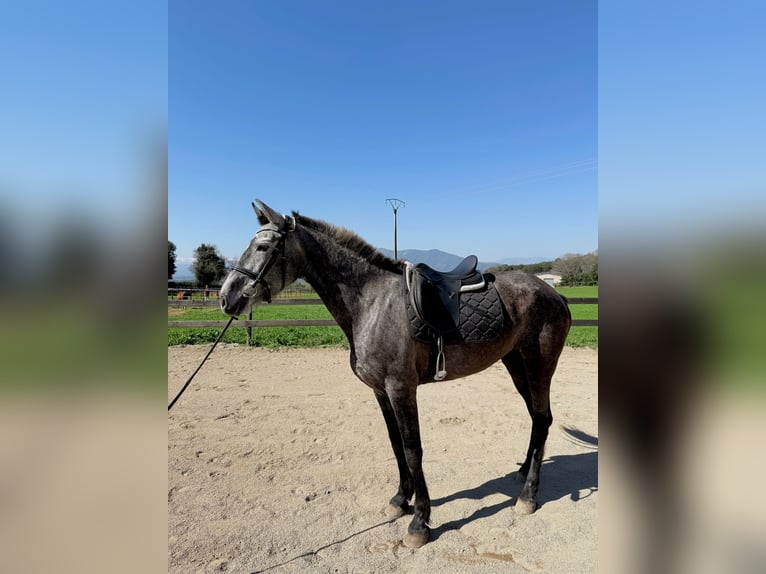 PRE Mix Giumenta 5 Anni 165 cm Grigio in Pins, Els (Banyoles)