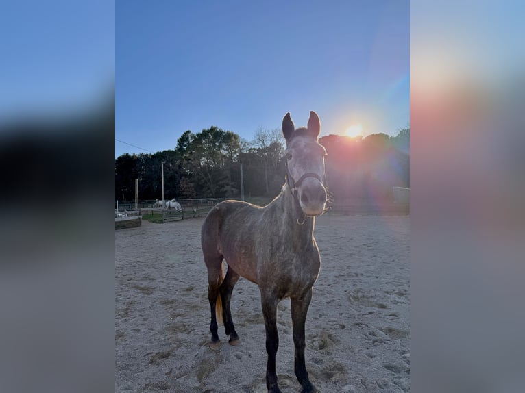 PRE Mix Giumenta 5 Anni 165 cm Grigio in Pins, Els (Banyoles)