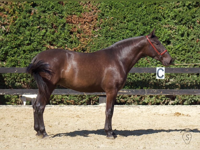 PRE Mix Giumenta 5 Anni 165 cm Morello in Almonte