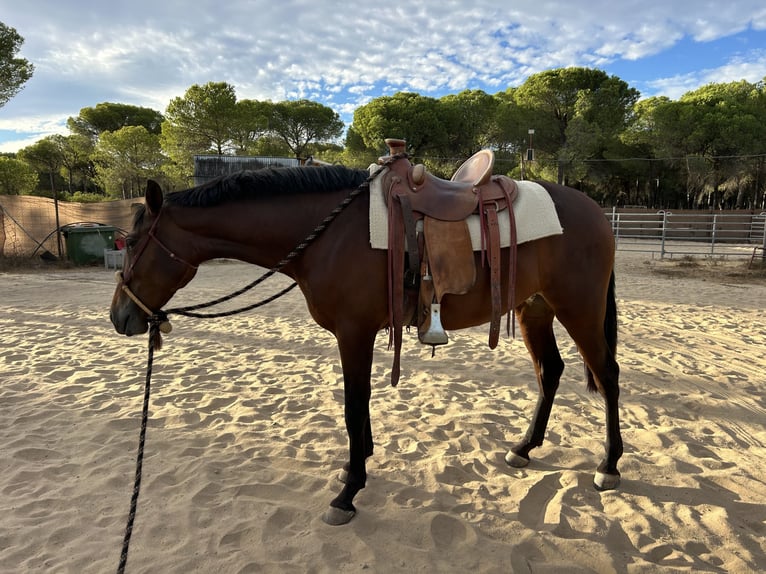 PRE Giumenta 5 Anni 166 cm Baio scuro in Almonte