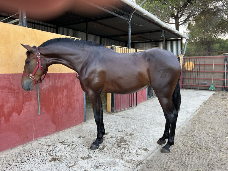 PRE Giumenta 5 Anni 166 cm Baio scuro in Almonte