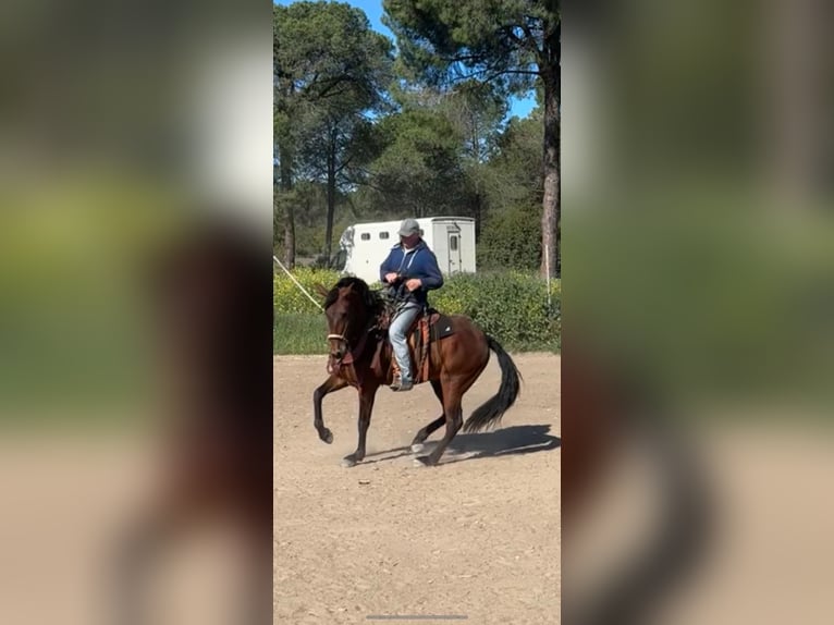 PRE Giumenta 5 Anni 166 cm Baio scuro in Almonte