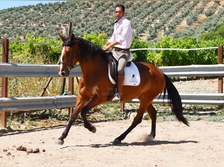 PRE Giumenta 5 Anni 166 cm in Provinz Cordoba