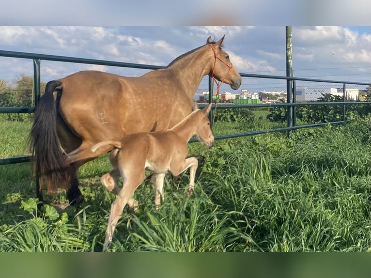 PRE Mix Giumenta 5 Anni 166 cm Falbo in Fuentes De Andalucia