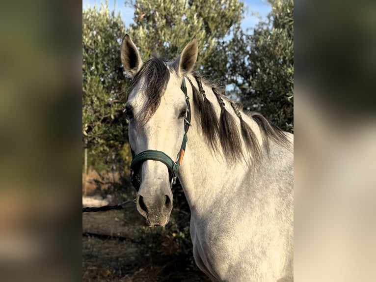 PRE Mix Giumenta 5 Anni 166 cm Grigio in Sevilla