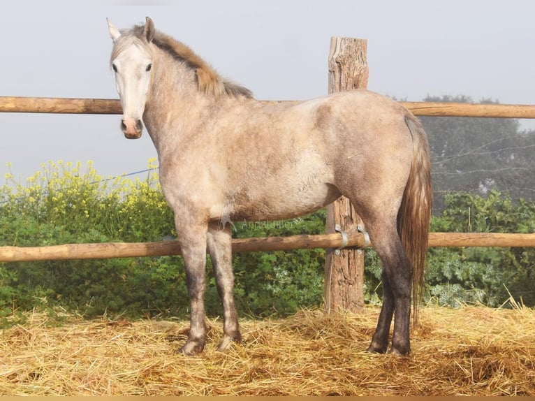 PRE Giumenta 5 Anni 167 cm Grigio in Provinz Malaga