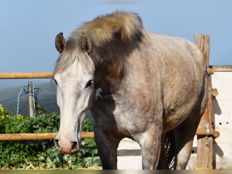 PRE Giumenta 5 Anni 167 cm Grigio in Provinz Malaga