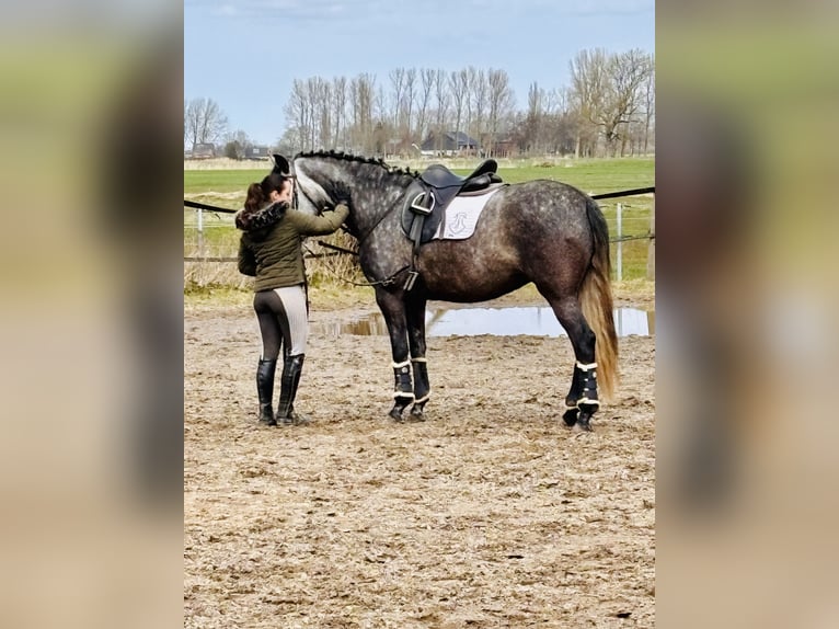 PRE Mix Giumenta 5 Anni 167 cm Grigio in Wremen