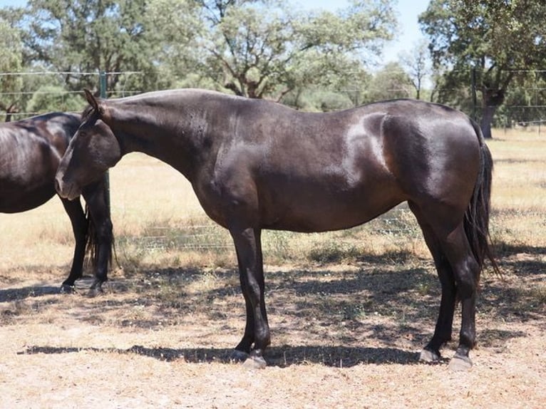 PRE Mix Giumenta 5 Anni 167 cm Morello in Navas Del Madroño