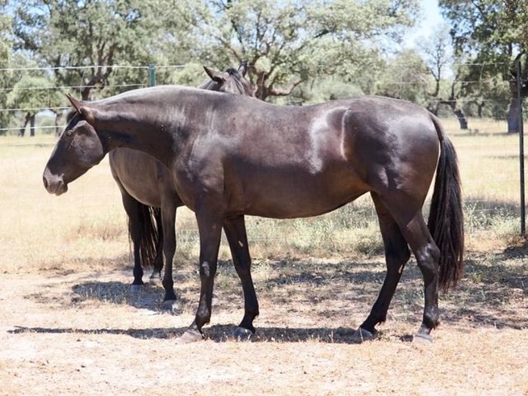 PRE Mix Giumenta 5 Anni 167 cm Morello in Navas Del Madroño