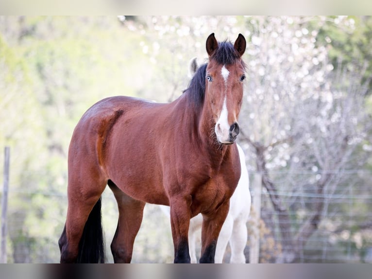 PRE Giumenta 5 Anni 168 cm Baio scuro in Alcoi/Alcoy