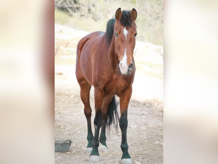 PRE Giumenta 5 Anni 168 cm Baio scuro in Alcoi/Alcoy