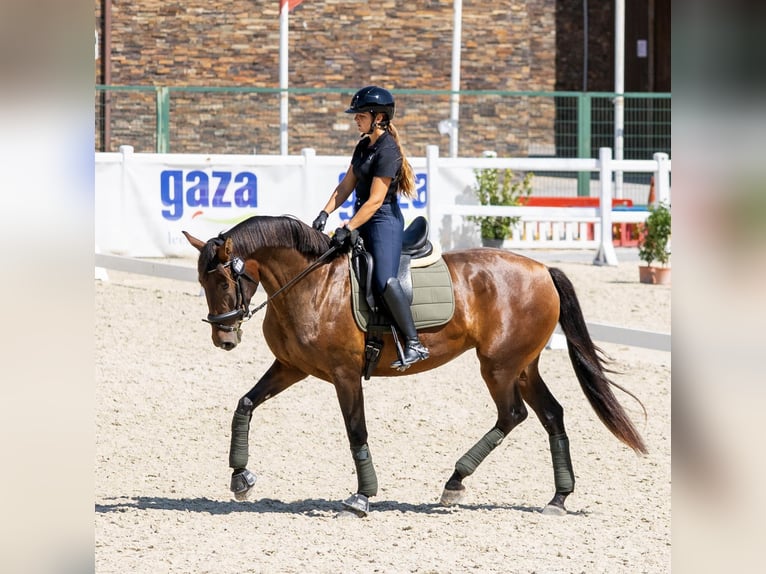 PRE Giumenta 5 Anni 170 cm Baio in Turís