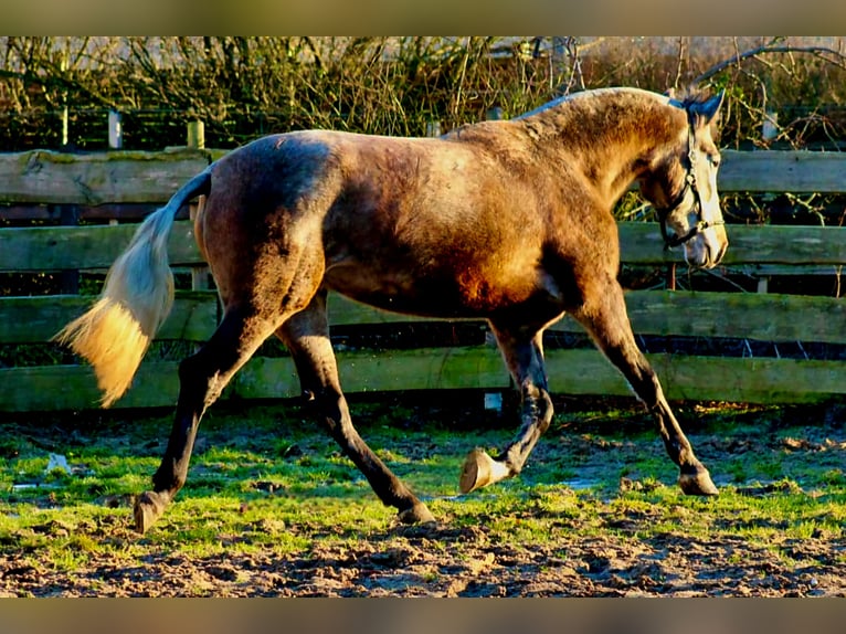 PRE Mix Giumenta 5 Anni 171 cm Falbo baio in Polenz