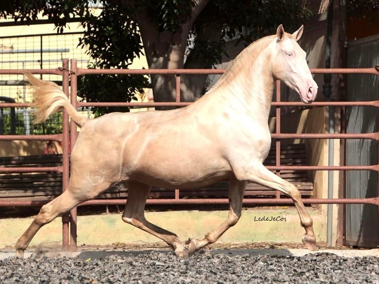 PRE Mix Giumenta 5 Anni 171 cm Perlino in Navas Del Madroño