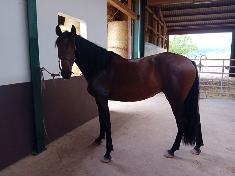 PRE Giumenta 5 Anni 172 cm Baio in Kenn