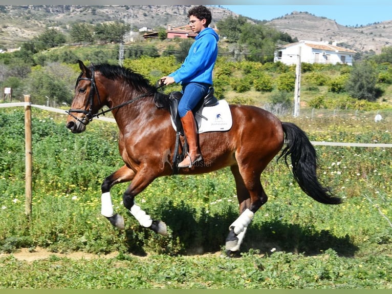 PRE Mix Giumenta 5 Anni 172 cm Baio in Provinz Malaga