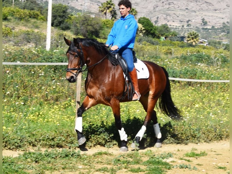 PRE Mix Giumenta 5 Anni 172 cm Baio in Provinz Malaga