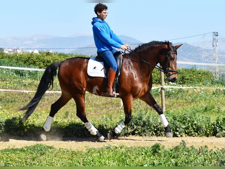 PRE Mix Giumenta 5 Anni 172 cm Baio in Provinz Malaga