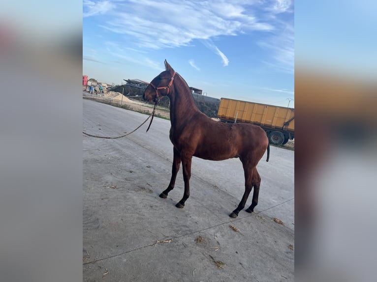 PRE Giumenta 5 Anni 172 cm Falbo in Valladolid