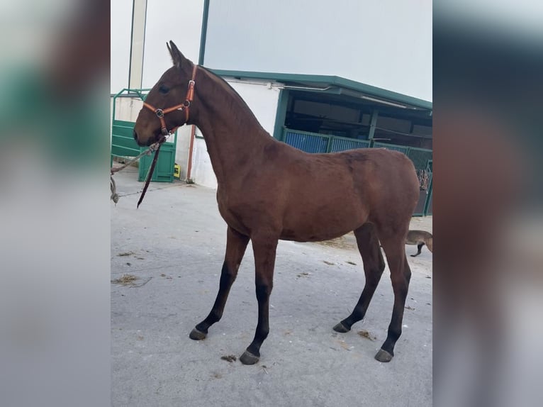 PRE Giumenta 5 Anni 172 cm Falbo in Valladolid