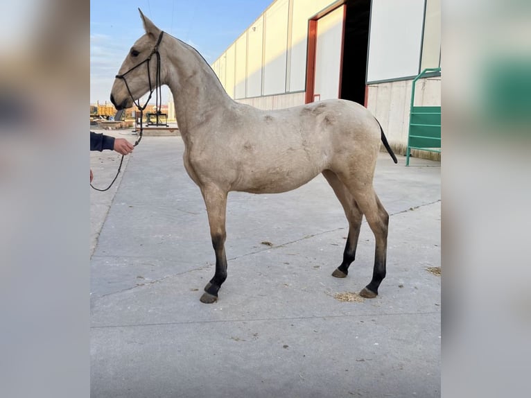 PRE Giumenta 5 Anni 172 cm Falbo in Valladolid