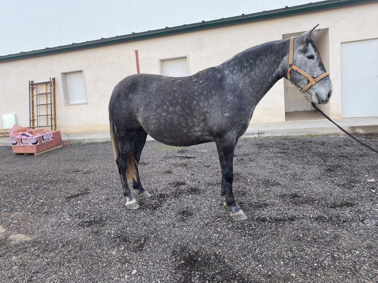 PRE Giumenta 5 Anni 172 cm Falbo in Valladolid