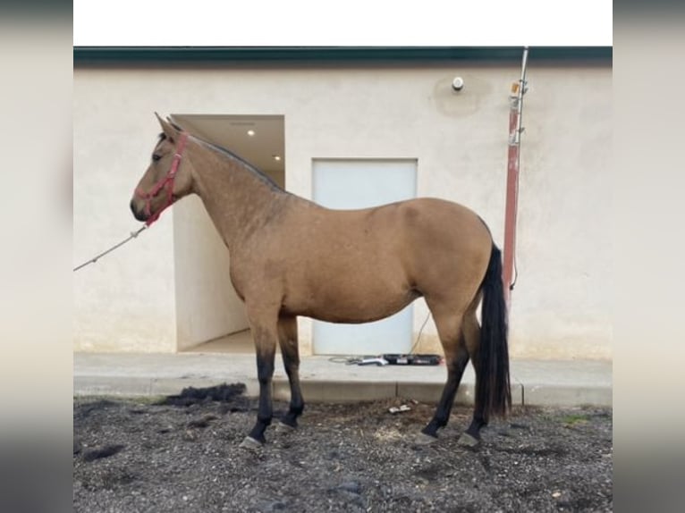 PRE Giumenta 5 Anni 172 cm Falbo in Valladolid