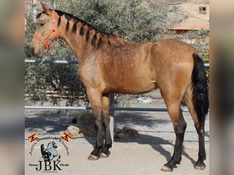 PRE Giumenta 5 Anni 172 cm Falbo in Tabernas Almeria