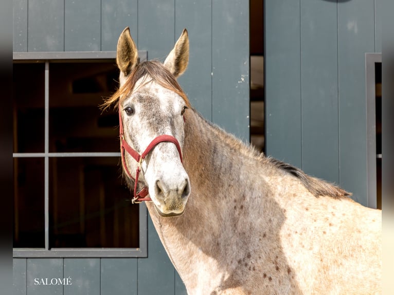 PRE Giumenta 5 Anni 173 cm Grigio in Argentona