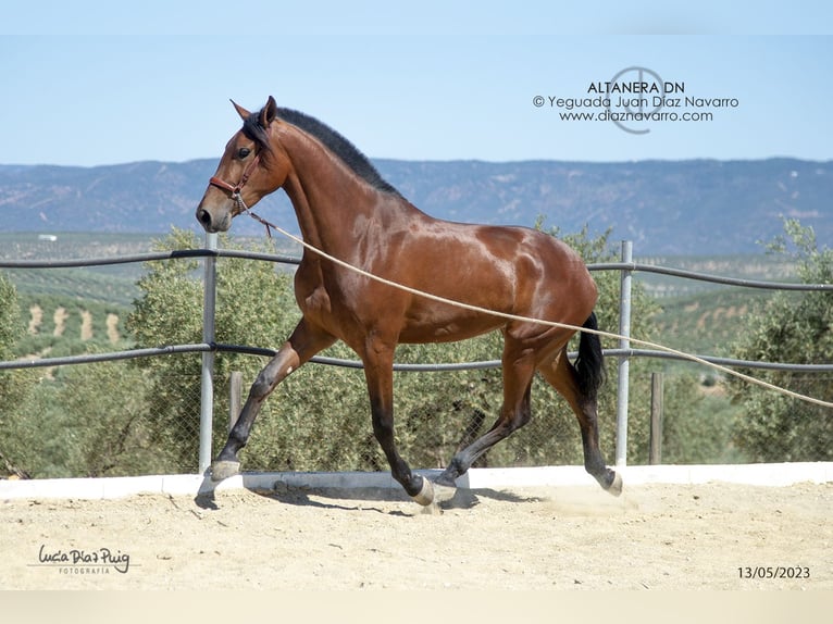 PRE Mix Giumenta 5 Anni 177 cm Baio in Arjona