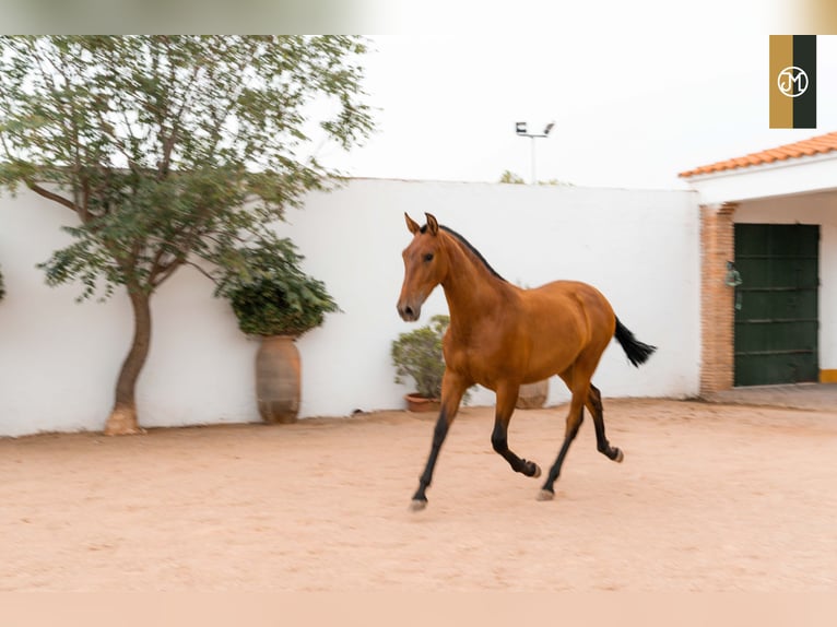 PRE Giumenta 5 Anni in Albacete, Spain