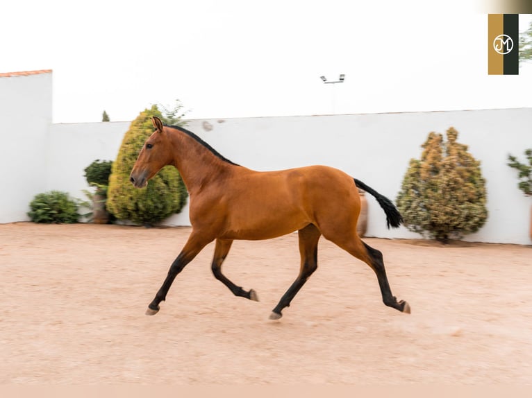 PRE Giumenta 5 Anni in Albacete, Spain