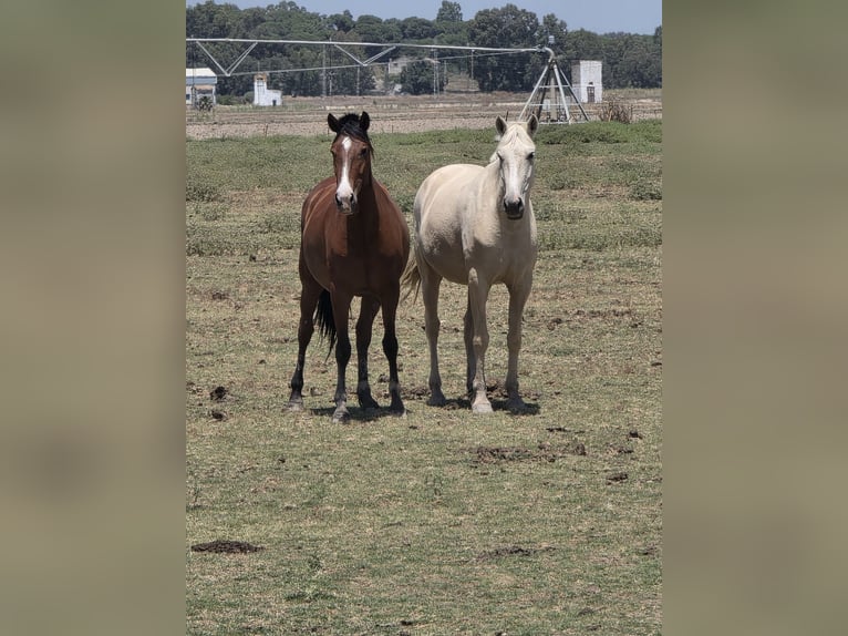 PRE Giumenta 5 Anni Palomino in La Puebla Del Rio