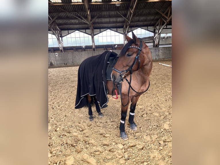 PRE Giumenta 6 Anni 153 cm Baio in Köln